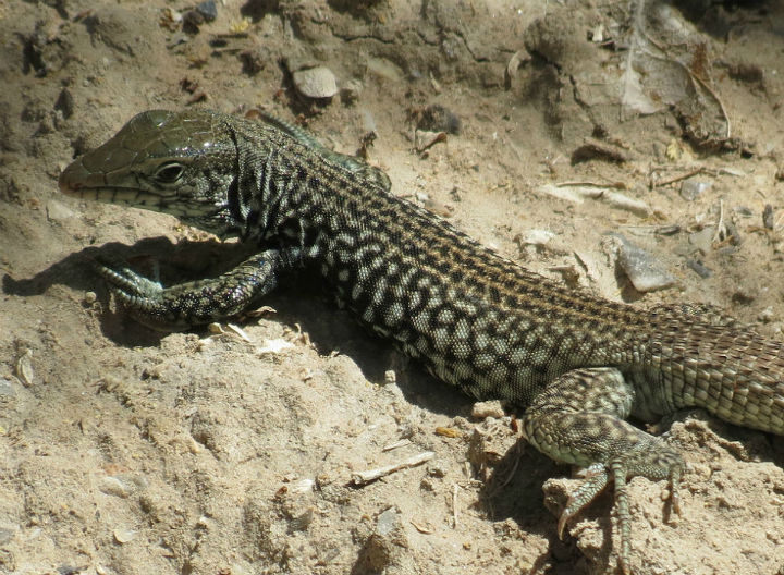 Whiptail Lizard